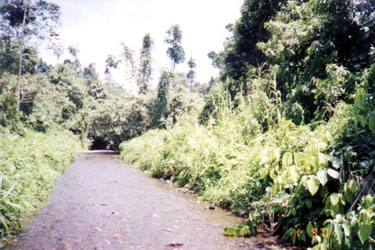 The river that is also called `Buhi' which means life (buhay). This is the source of water of the Dibabawon for drinking and irrigation.