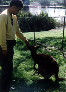 Me with a kangaroo at Adelaide Zoo